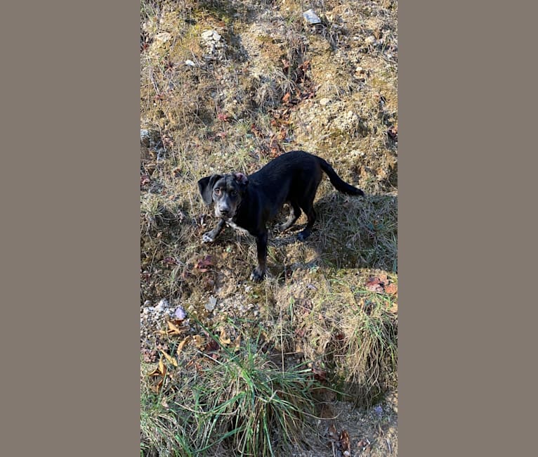 Penny, a Labrador Retriever and Australian Cattle Dog mix tested with EmbarkVet.com
