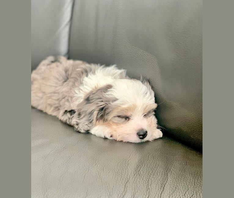 Atticus Blu, a Bichon Frise and Miniature/MAS-type Australian Shepherd mix tested with EmbarkVet.com