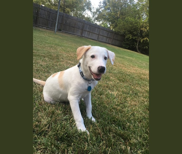 Photo of Theo, a Great Pyrenees, American Pit Bull Terrier, and Mixed mix in College Station, Texas, USA
