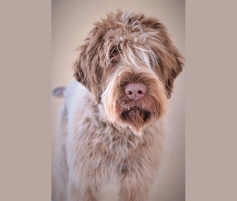 Photo of Oakley, a Wirehaired Pointing Griffon  in Coalinga, CA, USA
