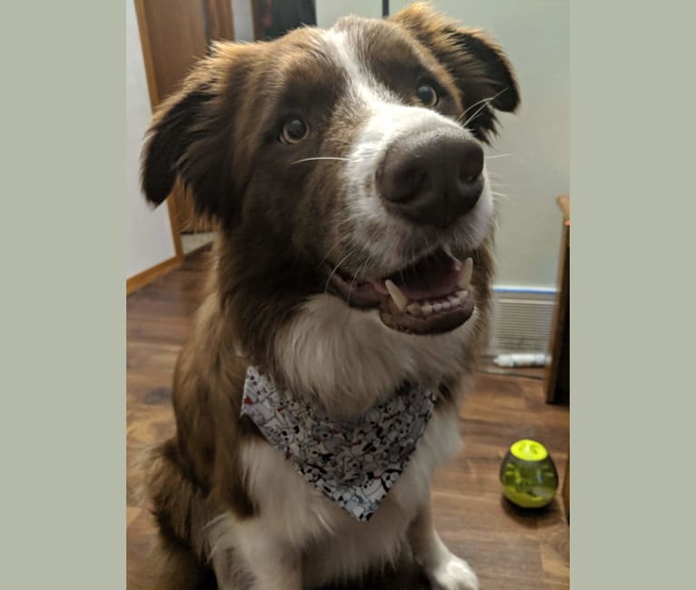 Atlas Mussatti, a Border Collie tested with EmbarkVet.com