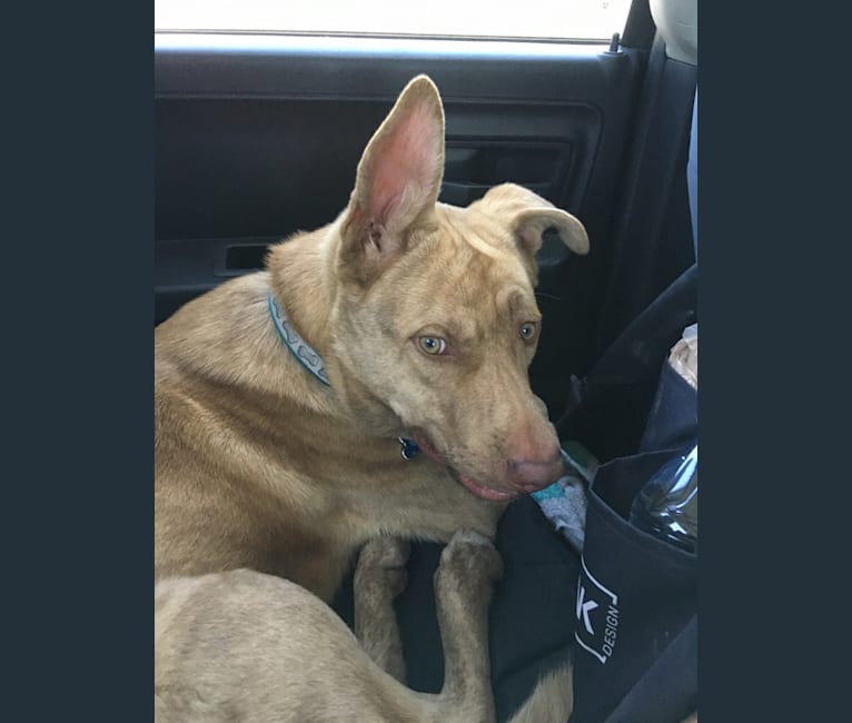 Toronto, a German Shepherd Dog and American Pit Bull Terrier mix tested with EmbarkVet.com