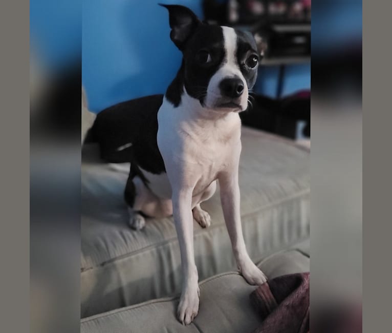 Waffles, a Boston Terrier tested with EmbarkVet.com