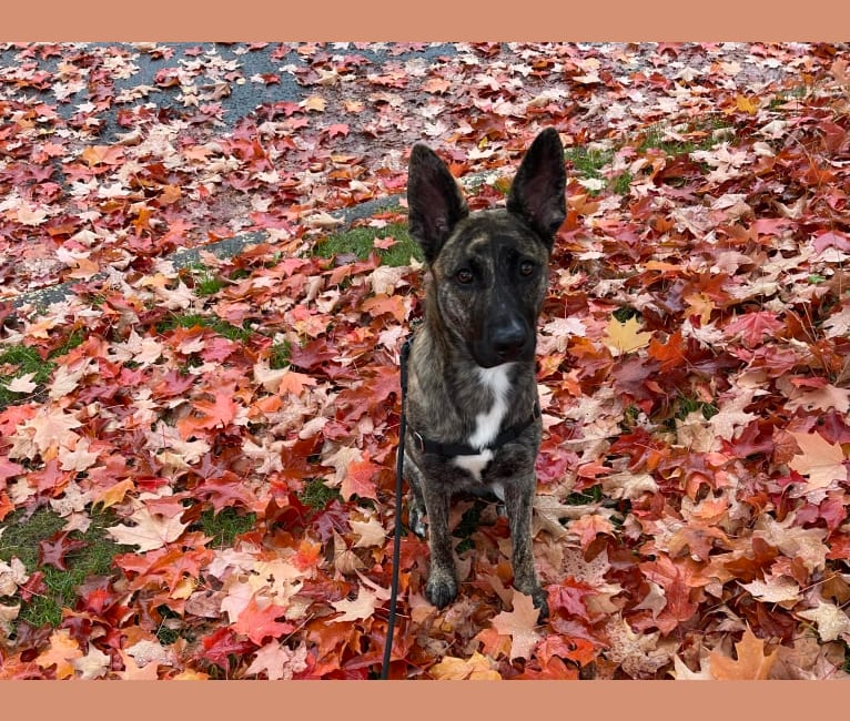 Photo of Pepper, a German Shepherd Dog, American Pit Bull Terrier, and Mixed mix