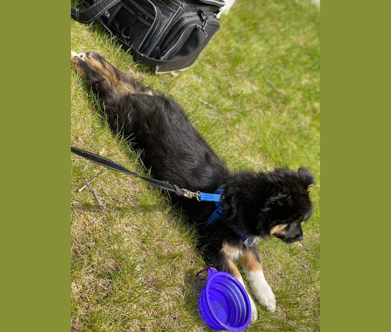 Nova, an Australian Shepherd Group tested with EmbarkVet.com