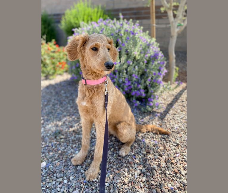 Lexi, a Goldendoodle tested with EmbarkVet.com