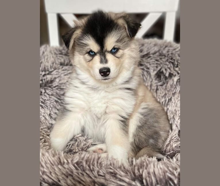 Brady, a Pomsky tested with EmbarkVet.com