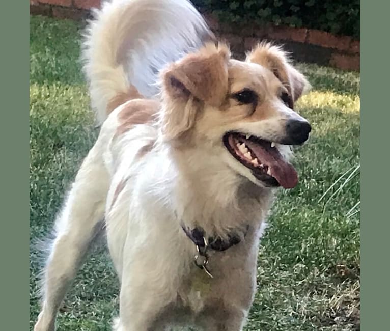 Photo of Marley, a Poodle (Small), Pomeranian, Chow Chow, American Eskimo Dog, American Staffordshire Terrier, Cocker Spaniel, and Mixed mix in Sacramento, California, USA