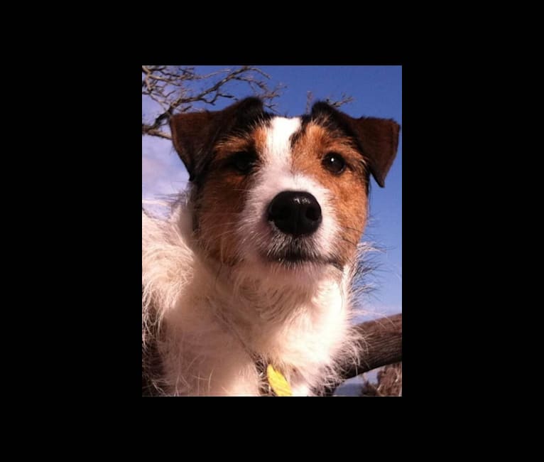 Shetland sheepdog hotsell terrier mix