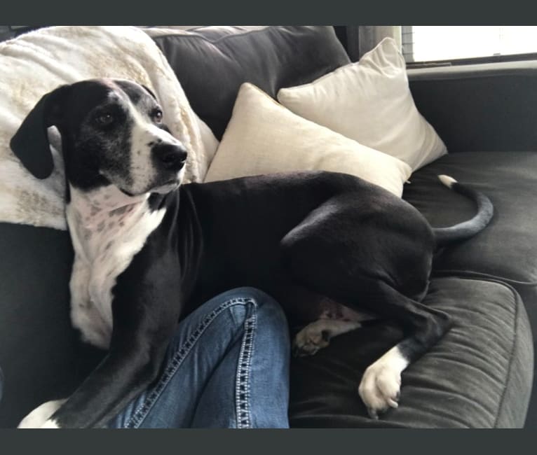Blue tick great dane sales