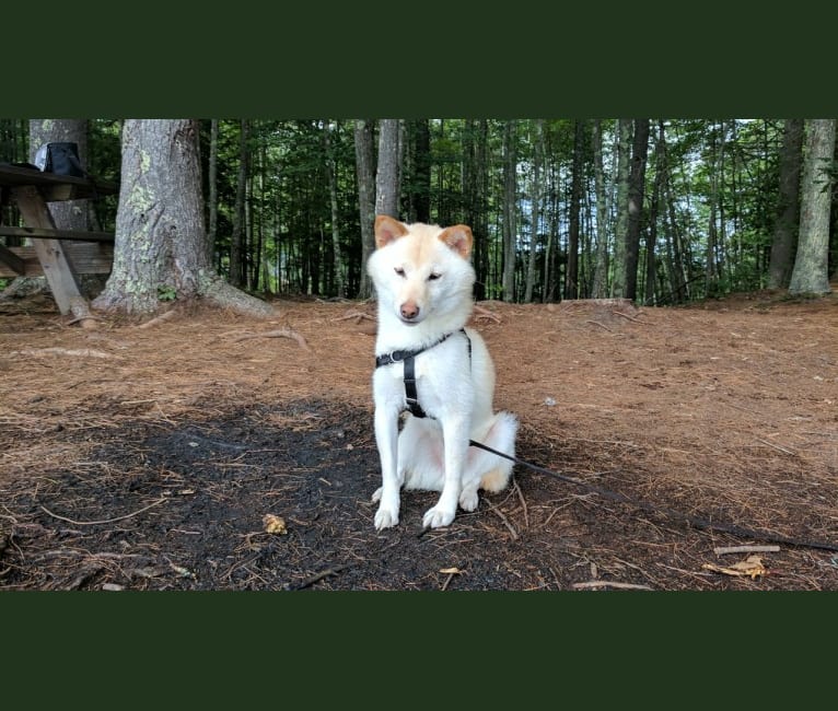 Gnocchi, a Shiba Inu tested with EmbarkVet.com