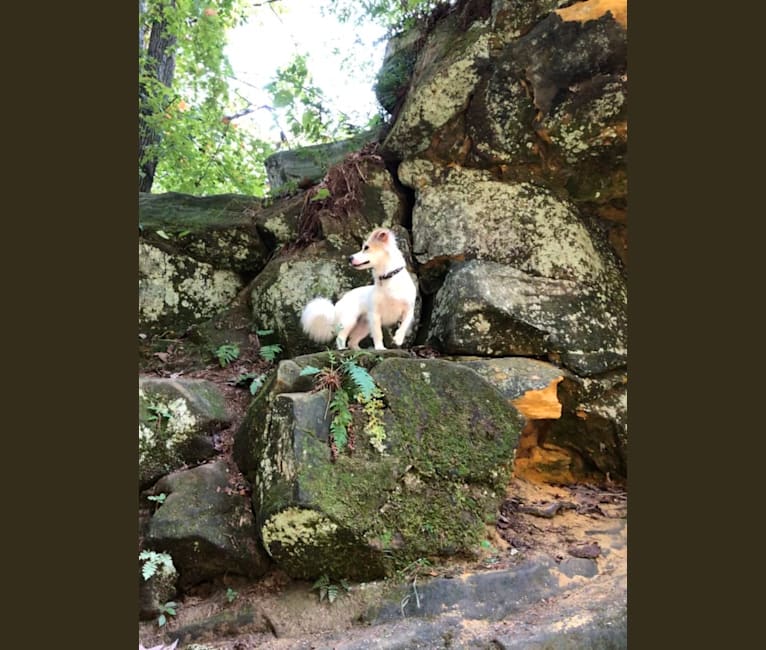 Daisy Mae, a Chihuahua and Australian Shepherd mix tested with EmbarkVet.com