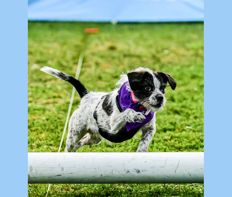 Embark Dog DNA Test - Breed