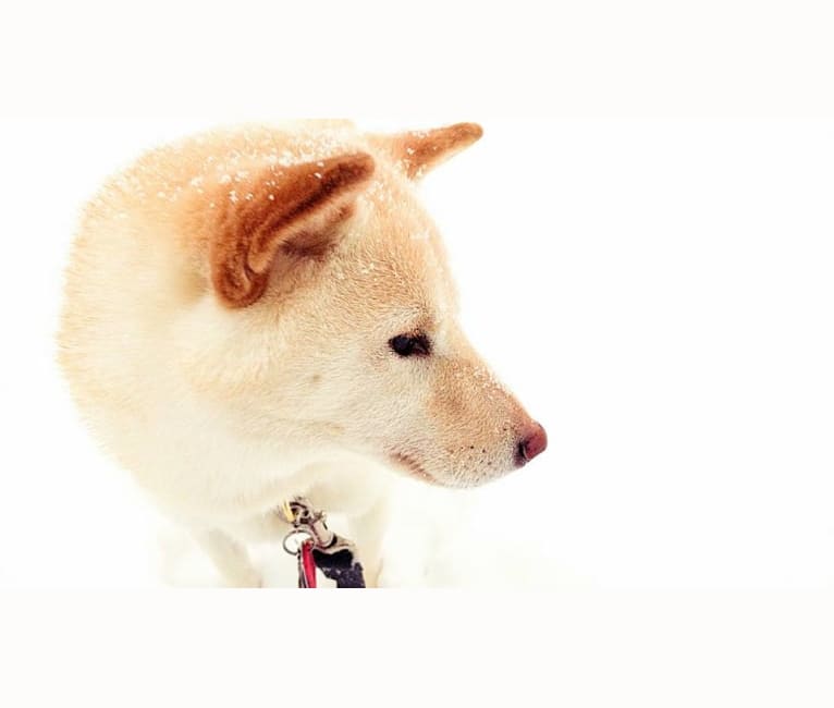 Gnocchi, a Shiba Inu tested with EmbarkVet.com