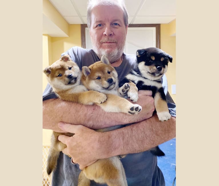 Piebald shiba inu sales