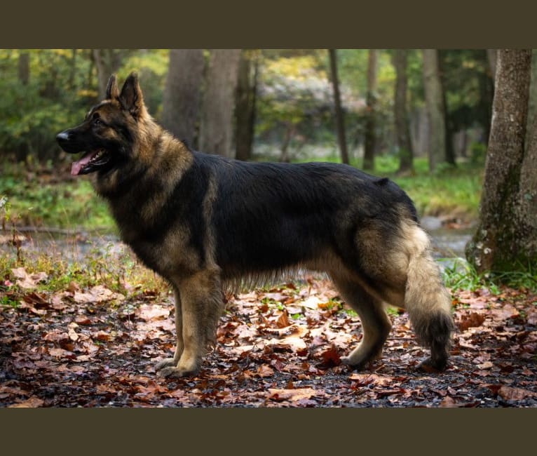 Newmoons Flying Bison, Appa, a Shiloh Shepherd tested with EmbarkVet.com