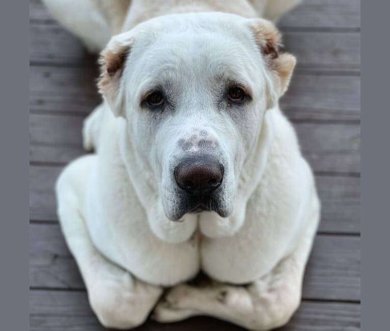 Po, a Central Asian Shepherd Dog tested with EmbarkVet.com
