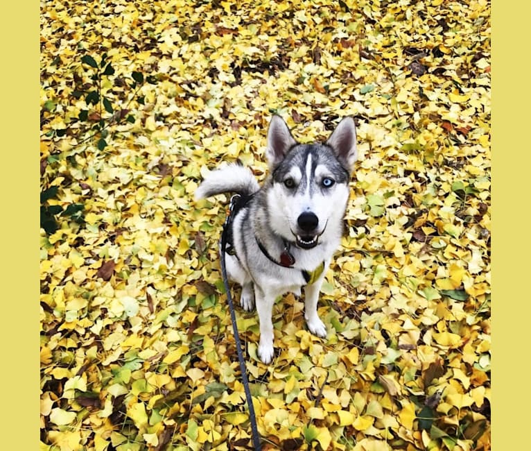 Mika, a Siberian Husky and German Shepherd Dog mix tested with EmbarkVet.com