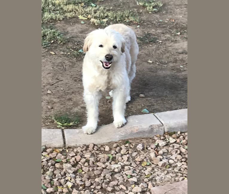 Photo of Henry, a Poodle (Small), Chihuahua, Pomeranian, and Mixed mix in Scottsdale, Arizona, USA