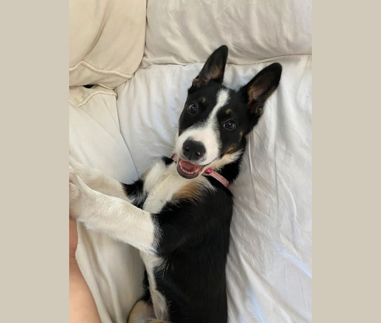 Laika, a Border Collie and Australian Cattle Dog mix tested with EmbarkVet.com