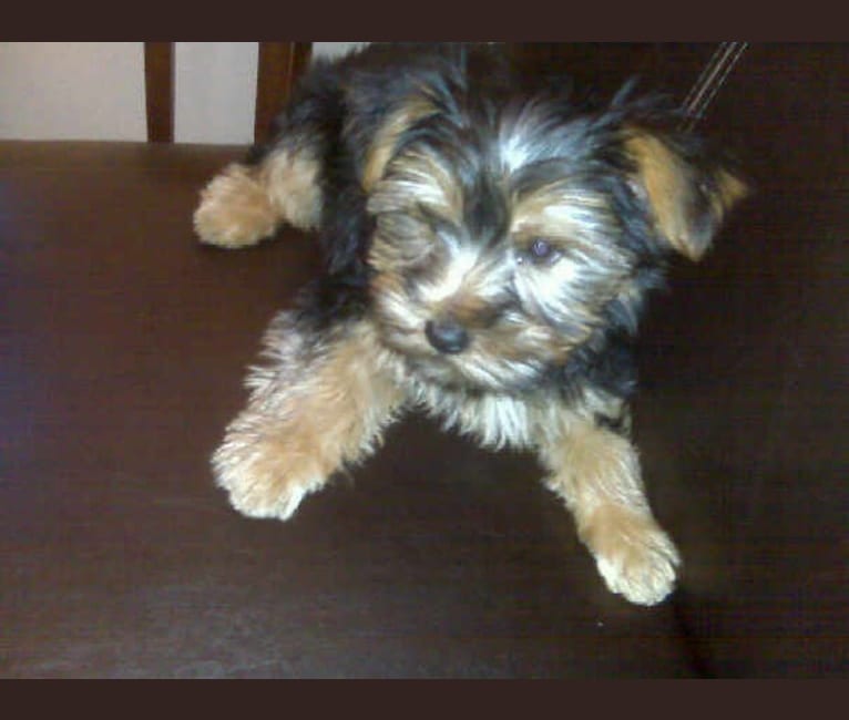 Photo of Shadow, a Yorkshire Terrier  in Los Angeles, California, USA