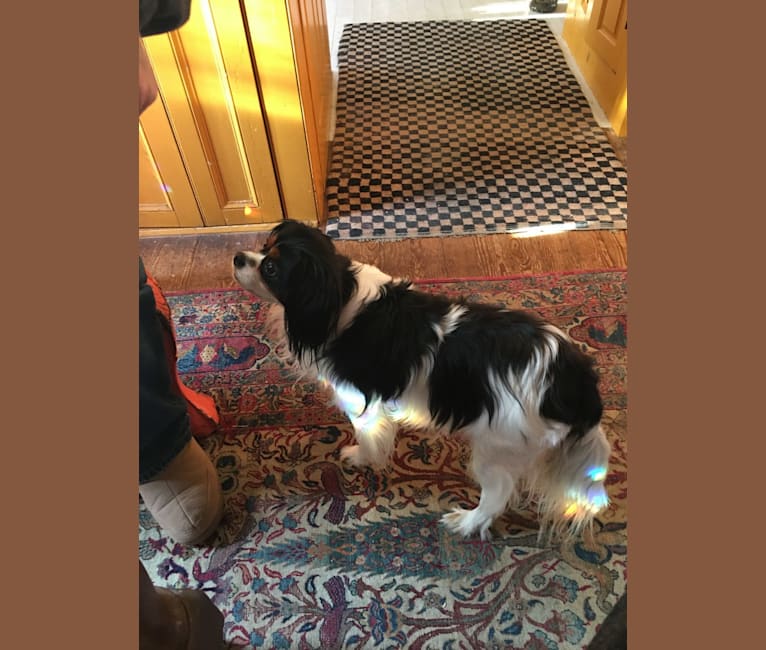 Photo of ROBBIE, a Cavalier King Charles Spaniel, Pomeranian, and Shih Tzu mix in Salem, Massachusetts, USA