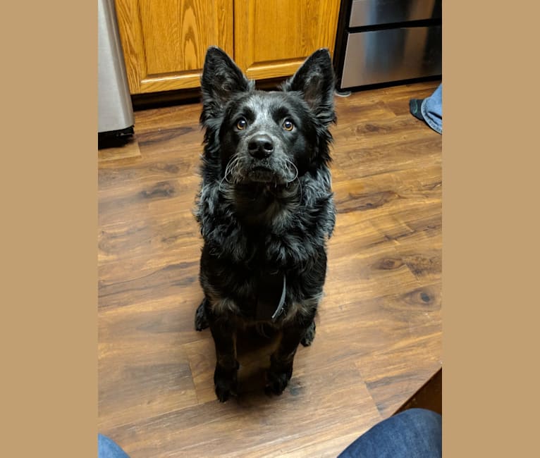 Odin 'stinky butt' Mussatti, an Australian Cattle Dog tested with EmbarkVet.com