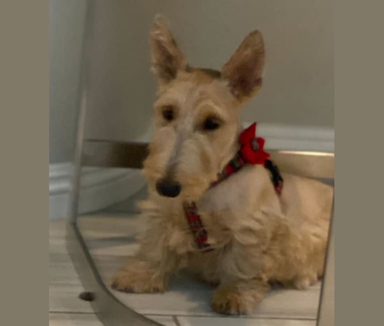 Photo of Duchess, a Scottish Terrier  in Buenos Aires, Argentina