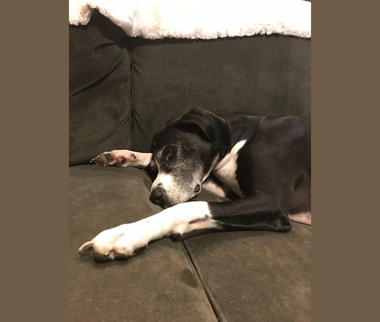 Tucker, a Great Dane and Treeing Walker Coonhound mix tested with EmbarkVet.com