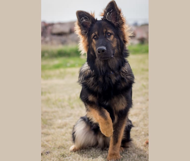 Xenavi, a German Shepherd Dog tested with EmbarkVet.com