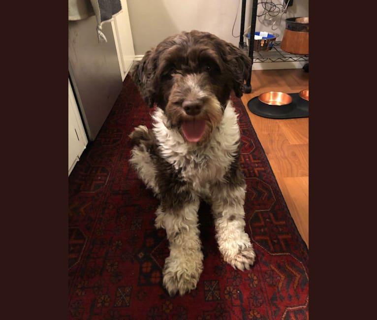 June, a Portuguese Water Dog tested with EmbarkVet.com
