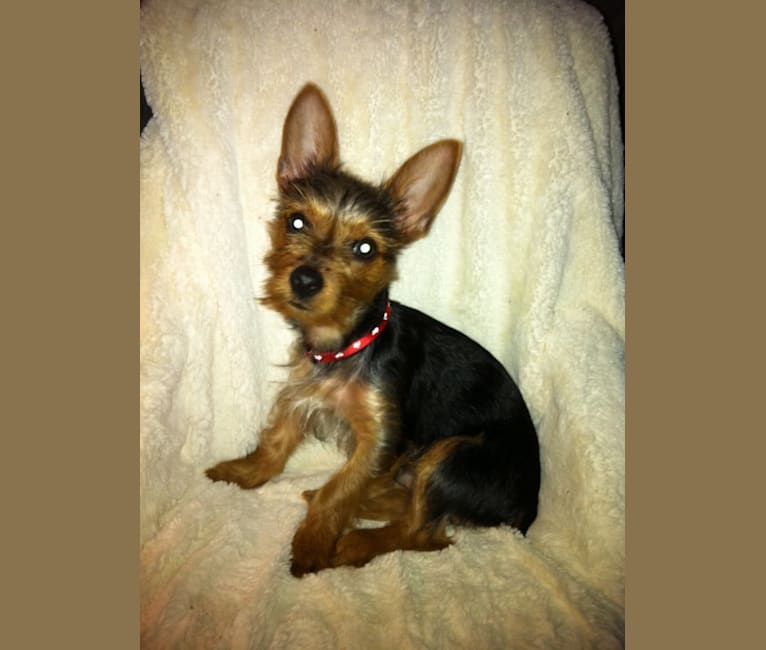 Photo of Bently, a Yorkshire Terrier  in Houston, TX, USA