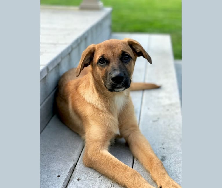 Boxer mixed with golden sales retriever