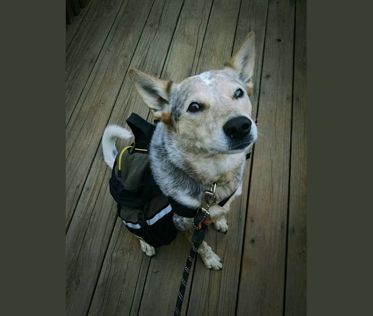 Lily, an Australian Cattle Dog tested with EmbarkVet.com