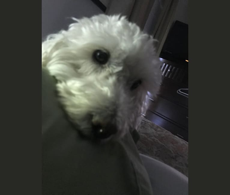Winston, a Poodle (Small) tested with EmbarkVet.com