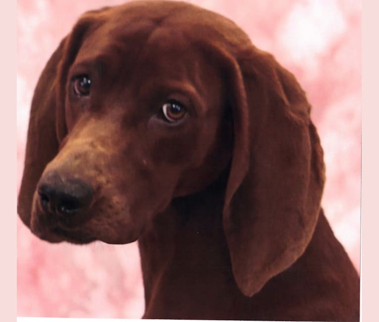 BOB, a Redbone Coonhound tested with EmbarkVet.com