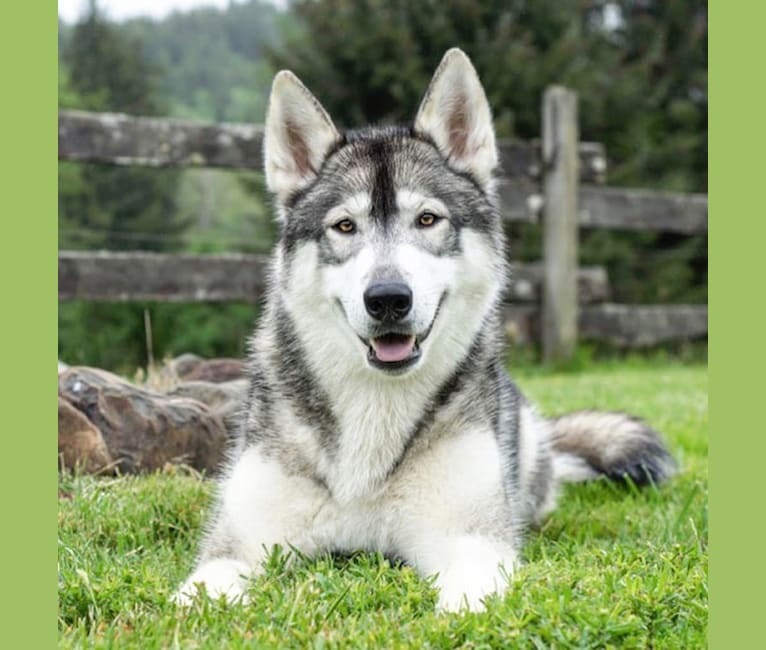 Misha, a Siberian Husky and Alaskan Malamute mix tested with EmbarkVet.com