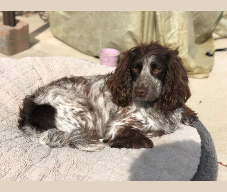 Maisie, an English Cocker Spaniel (Working Type) and English Springer Spaniel mix tested with EmbarkVet.com