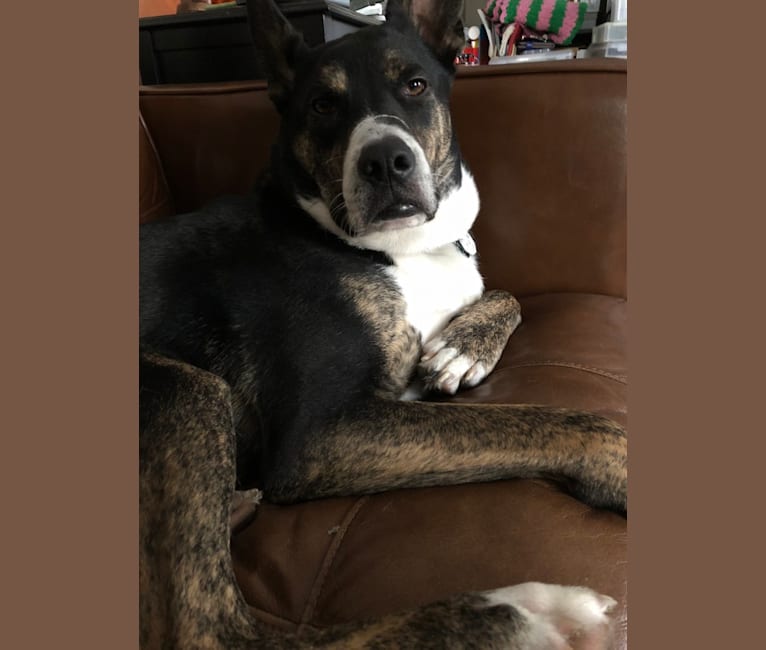 Embark Dog DNA Test Breed
