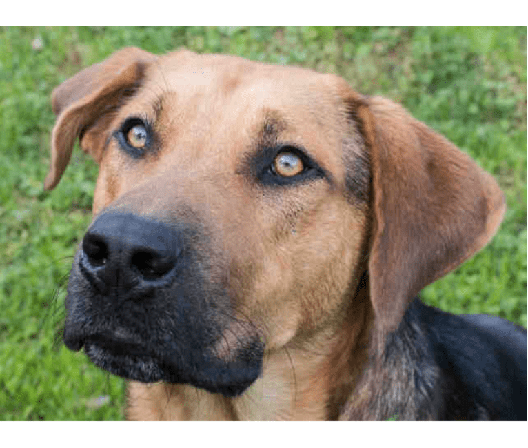 Sette (seh-tea), a Labrador Retriever and German Shepherd Dog mix tested with EmbarkVet.com