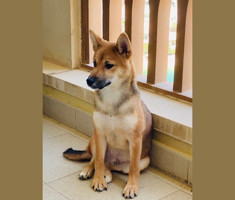 Neo, a Shiba Inu tested with EmbarkVet.com