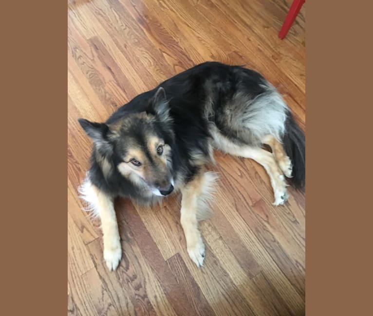 Jake, an Australian Shepherd and German Shepherd Dog mix tested with EmbarkVet.com