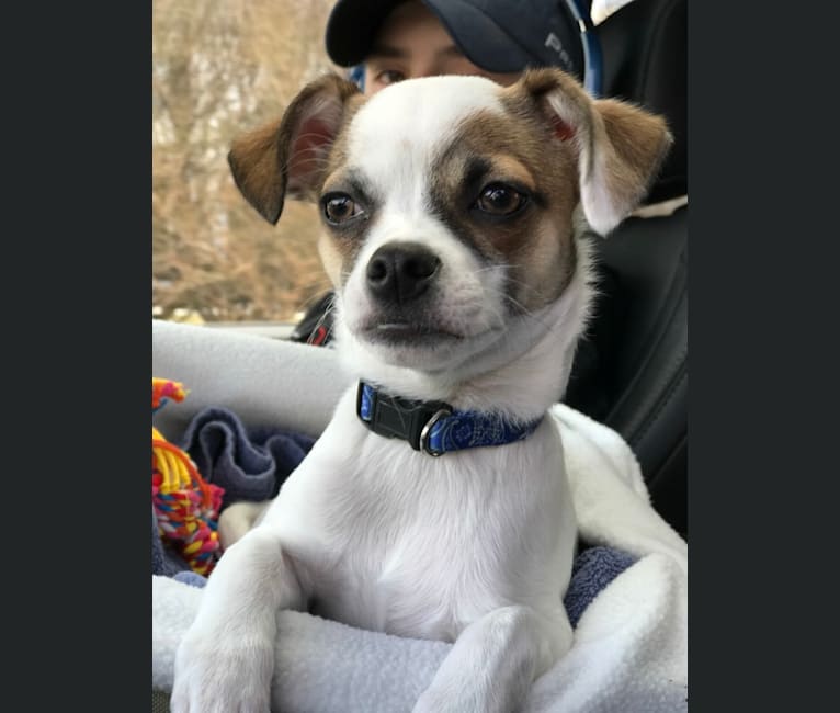 Oliver AKA Ollie (preferred), a Chihuahua tested with EmbarkVet.com