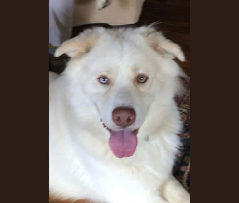 Zeus, a Siberian Husky and American Pit Bull Terrier mix tested with EmbarkVet.com