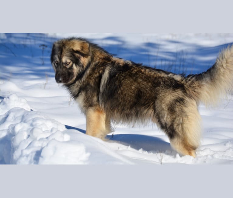 River, a German Shepherd Dog and Alaskan Malamute mix tested with EmbarkVet.com