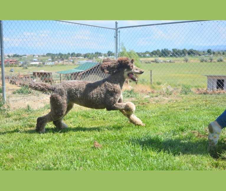 Photo of Jane, a Poodle (Standard)  in Las Vegas, NV, USA