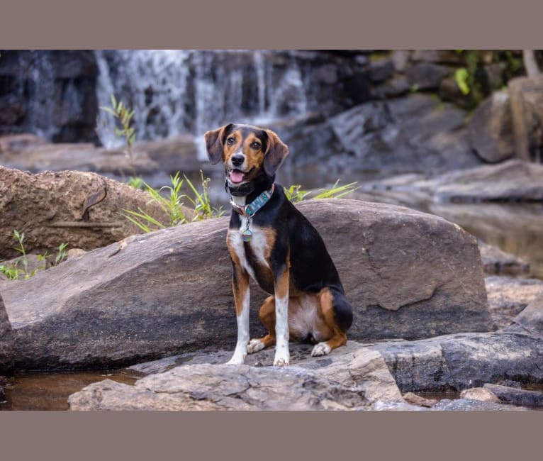 Lilly, a Treeing Walker Coonhound and Beagle mix tested with EmbarkVet.com