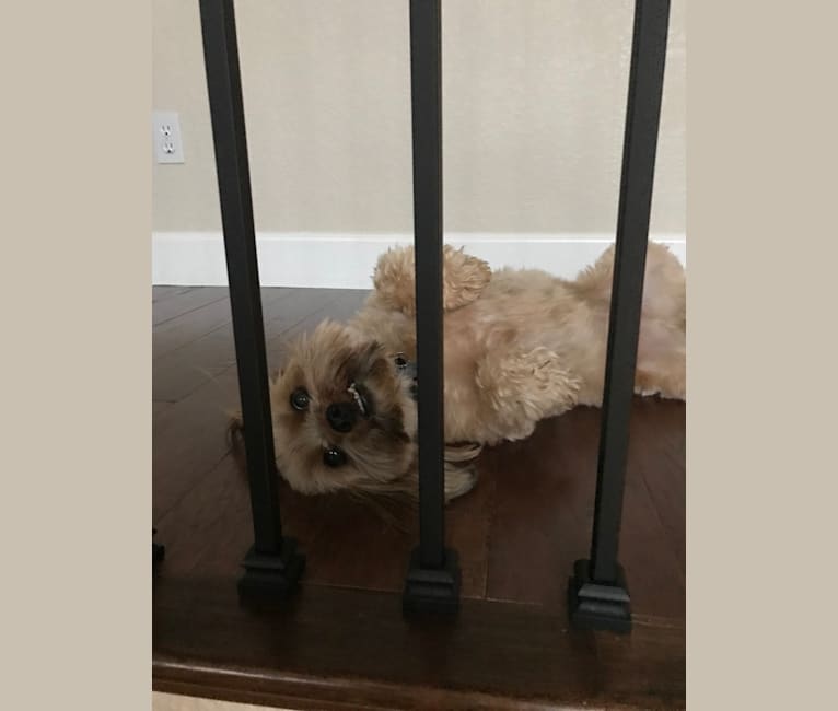 Griffin, a Yorkshire Terrier and Shih Tzu mix tested with EmbarkVet.com