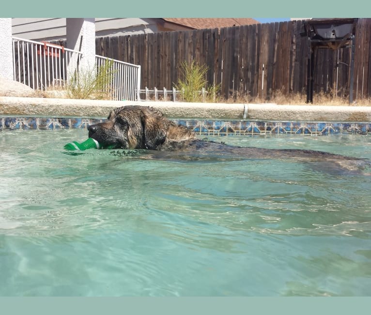 Photo of Fiona Emmy-Olivia LaRosa, a Neapolitan Mastiff, Australian Cattle Dog, Chow Chow, American Pit Bull Terrier, German Shepherd Dog, and Mixed mix in Tucson, Arizona, USA
