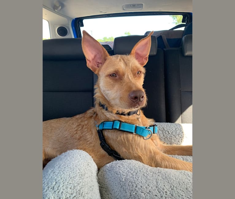 Embark Dog DNA Test Breed